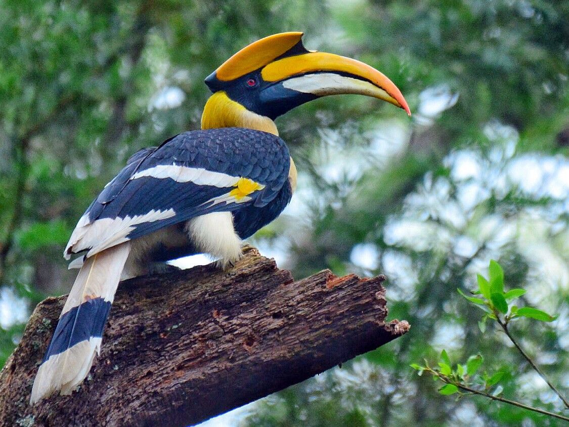 Police arrested 3 for killing a lovely Great Indian hornbill