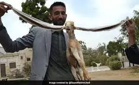 Simba with 19-inch-long ear is a celebrated goat in Pakistan