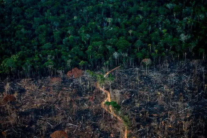 Brazil sees record Amazon deforestation in first half of 2022