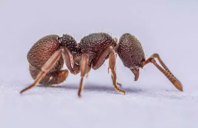 Three rare species of ants discovered in Keralas Western Ghats