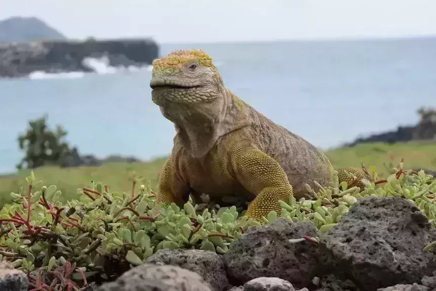 Iguanas extinct for centuries make comeback on Galapagos island