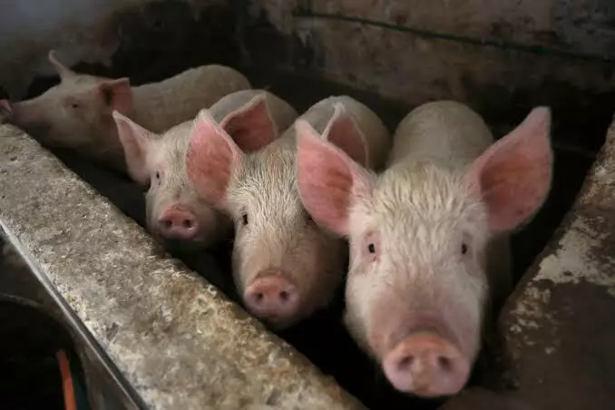 Medical breakthrough: Scientists partially revive cells in dead pigs organs