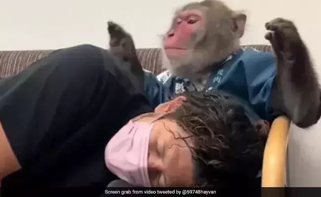 Monkey offers emotional support to distressed man, Video goes viral