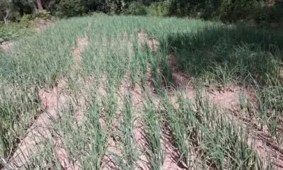 Deficient rains reduce sowing areas for Kharif crops