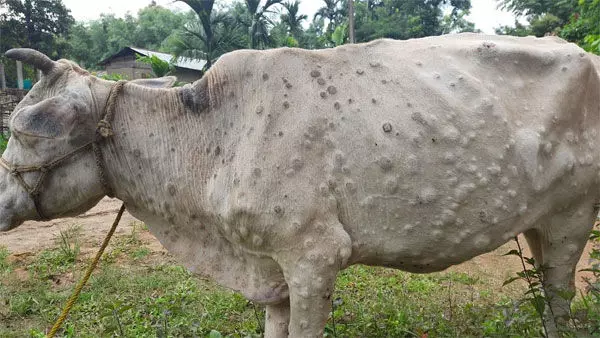 Lumpy skin disease: Gurugram bans cattle movement