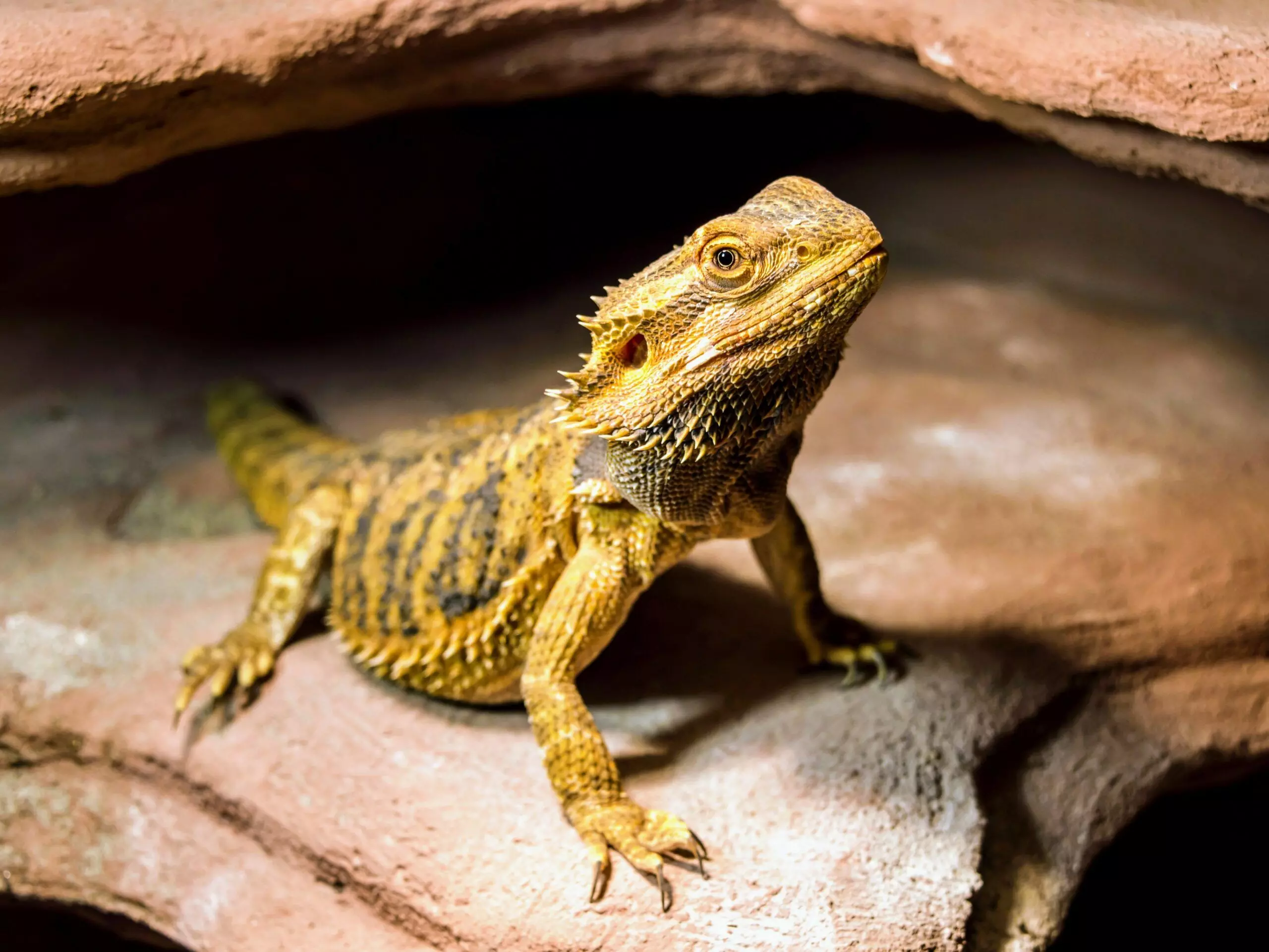 Evolution of reptiles linked to global warming: study