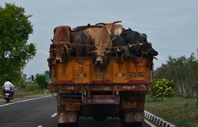 Transportation of cows not an offence: Allahabad HC