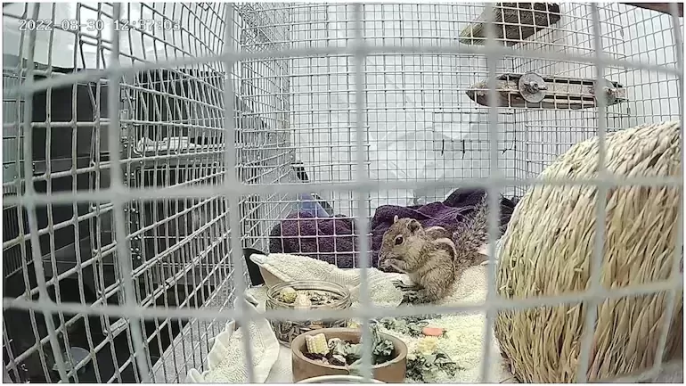 Adoption requests pour in for Indian squirrel that arrived in Scotland on a ship