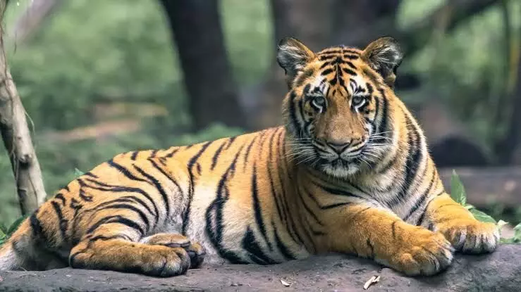 Brave mother fights off tiger to save toddler son from its jaws