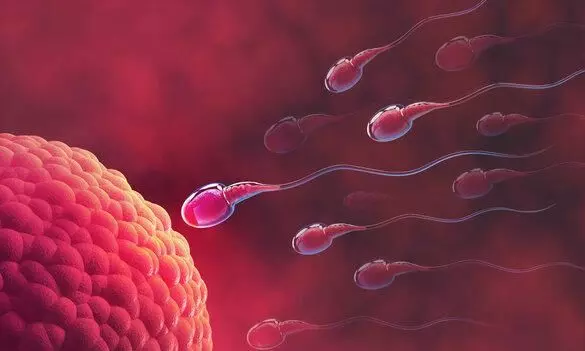 Protein that binds sperm to egg discovered