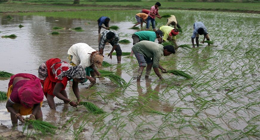 Indias restriction on rice exports will worry many nations: report