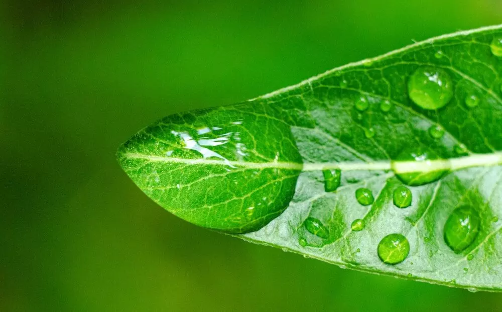 Microplastics found in plant leaves, No environment on Earth safe