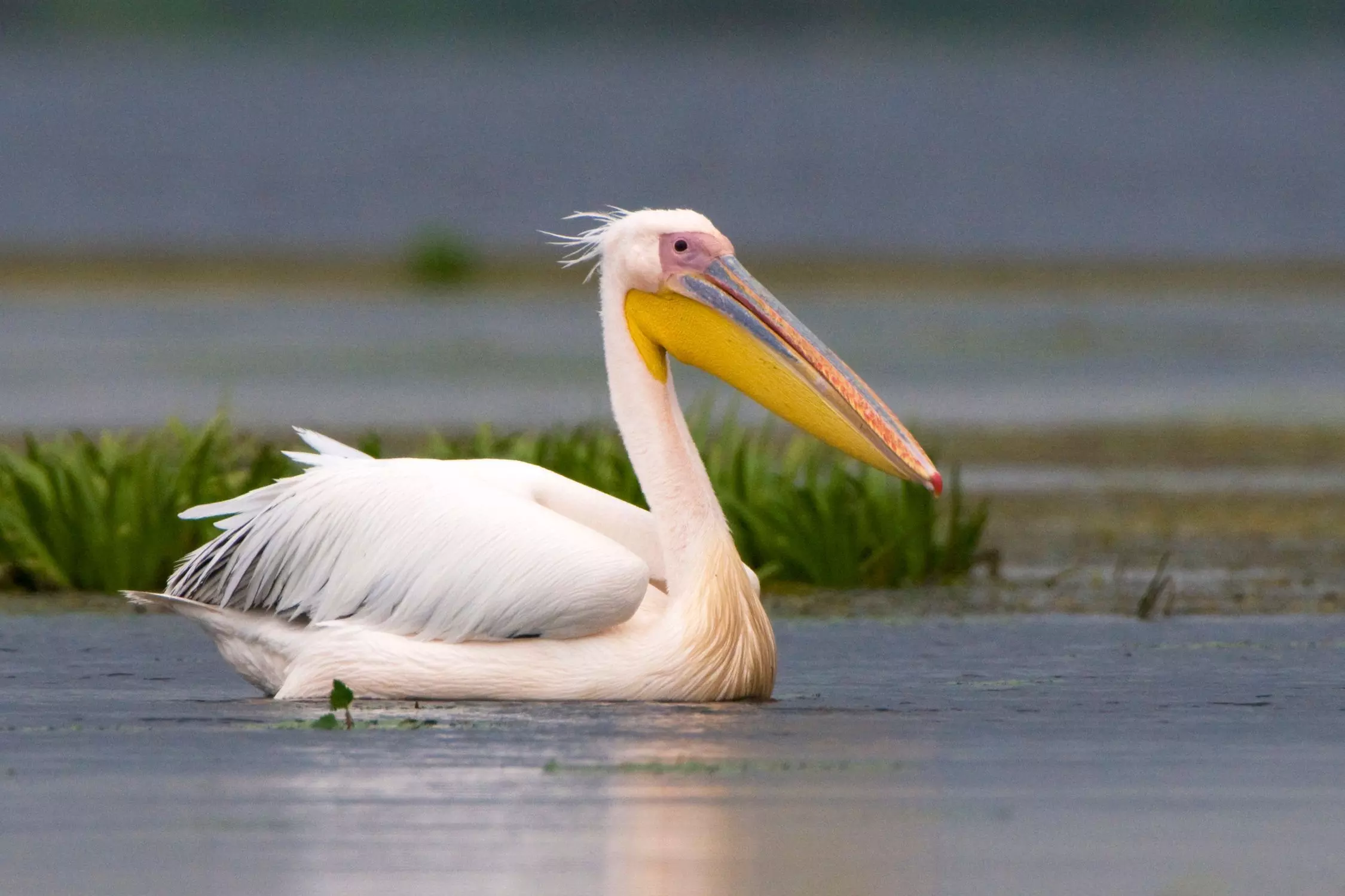 Scientists fit GPS on pelican wings to study migration