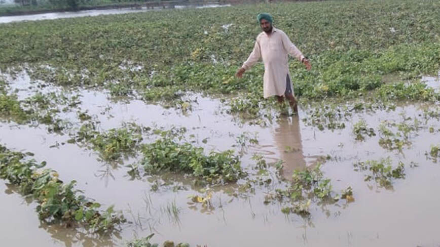 Deficient rains in monsoon, heavy showers after affect UP farmlands
