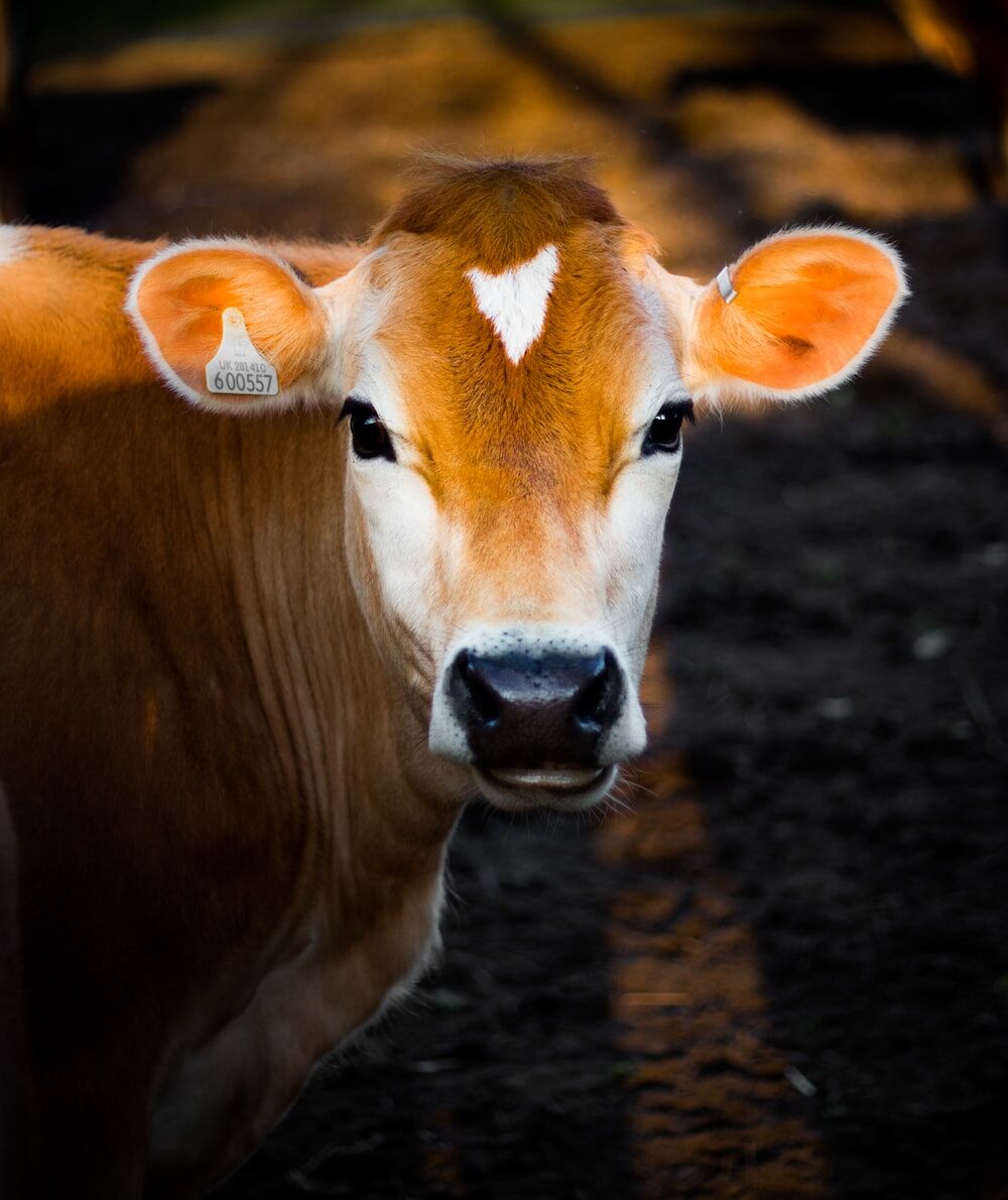 SC rejects plea seeking cow to be made a national animal