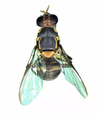 Himachal records new fruit fly species