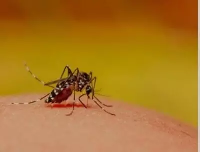 Dengue incidences on the rise; October is the most deadly month