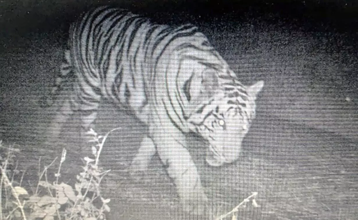 Bhopal college gets free of roaming tigers after ten days