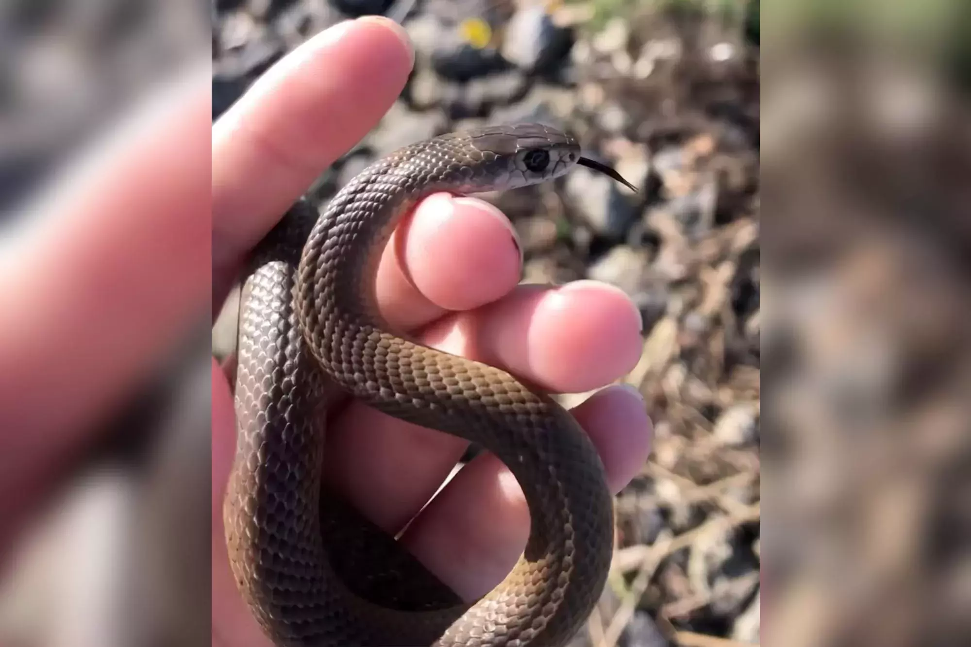 11-year-old plays with a deadly venomous snake and escapes