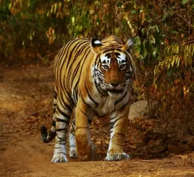 Raipur to get 27 tigers relocated from Pilibhit