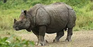 Hope for one-horned rhinoceros, Calf born at UK zoo