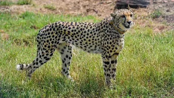 Cheetah task force member says cats to be moved to larger enclosure in Nov