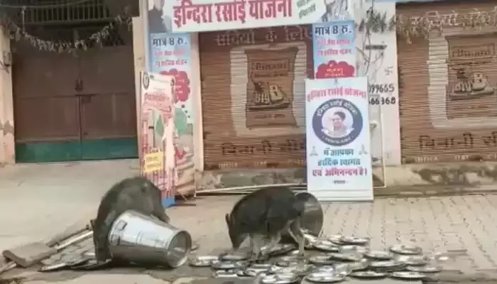 Video: Pigs licking of utensils from govt run canteen in Rajasthan