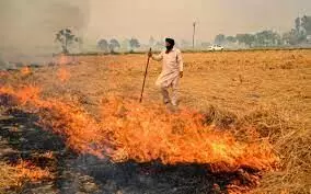 Punjab stubble burning: Sangrur records most fires, Amritsar burnt more area