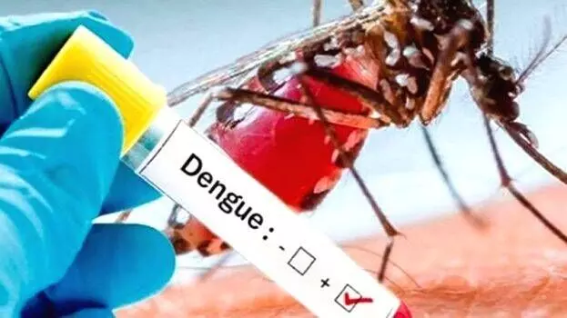 Dengue virus underwent dramatic evolution in India, says new study