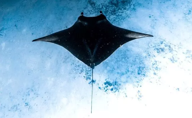 Scientists astounded by discovery of giant manta ray population near Ecuador