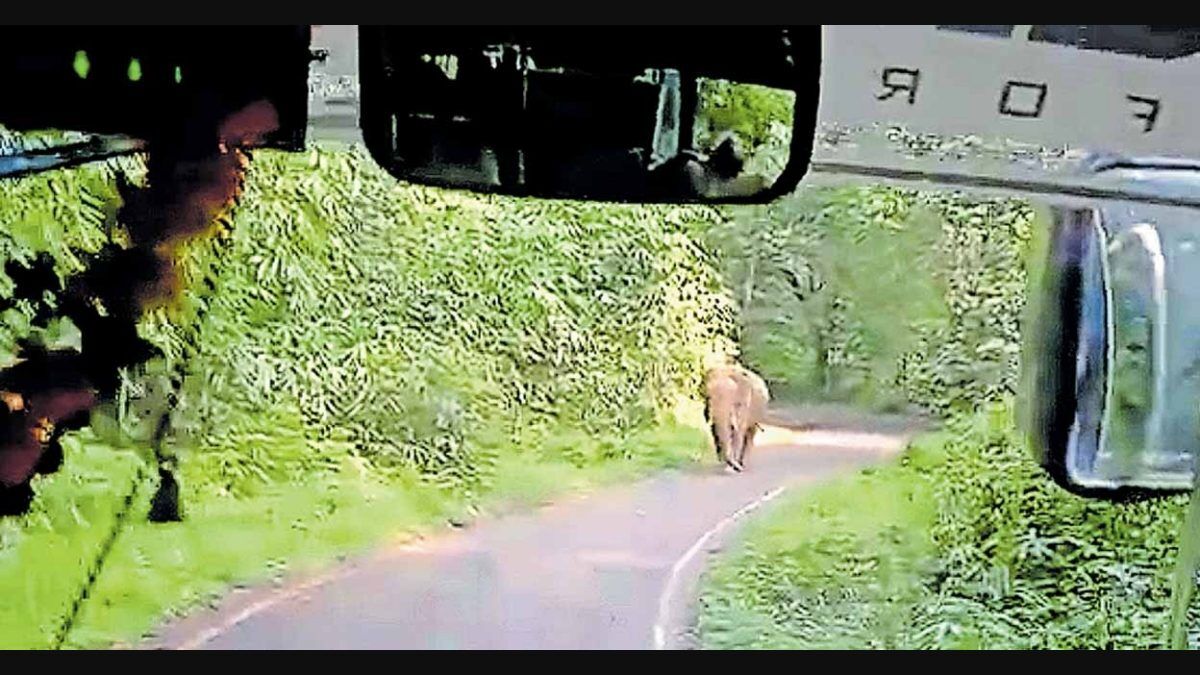 Kerala driver reverses bus for 8 km to escape wild elephant