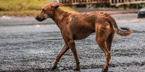 Stray dog roams with dead foetus in its mouth around a Jaipur hospital