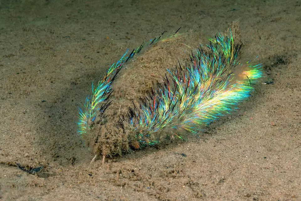 Green fluorescent creature found at Edinburgh beach, Experts debunks identity