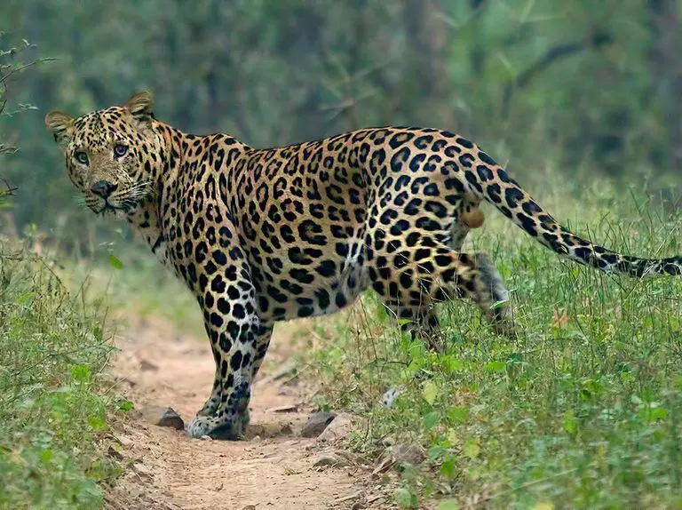 MP national park releases last of its leopards to the wild