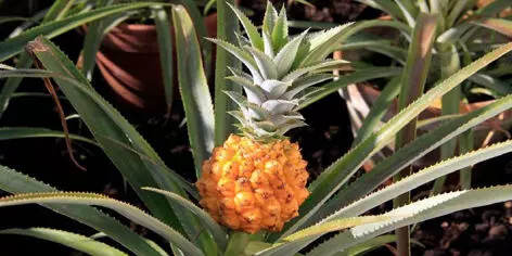 The worlds most expensive pineapple costs a whopping ₹ 1 Lakh