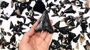 Fossilised shark graveyard discovered at the bottom of Indian Ocean
