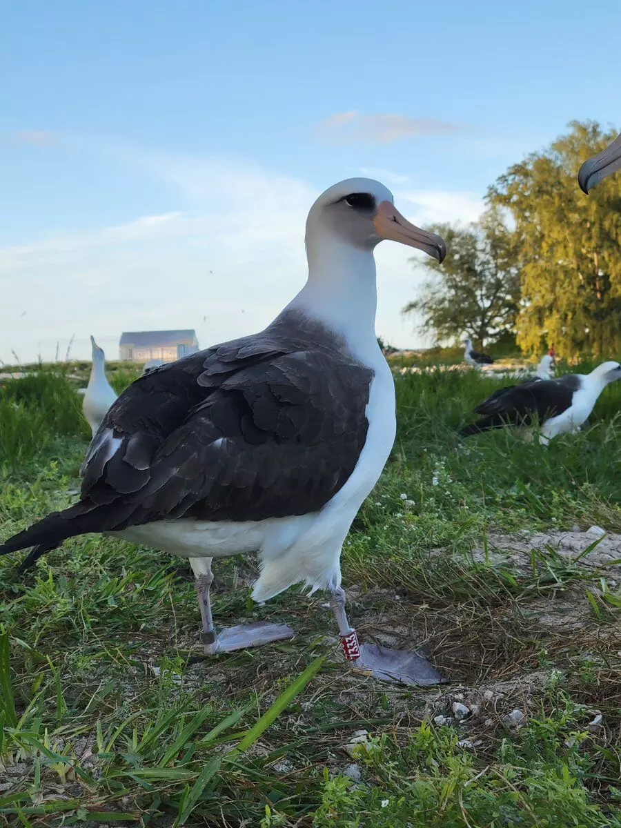 71-year-old bird spotted in US, Worlds oldest known wild bird