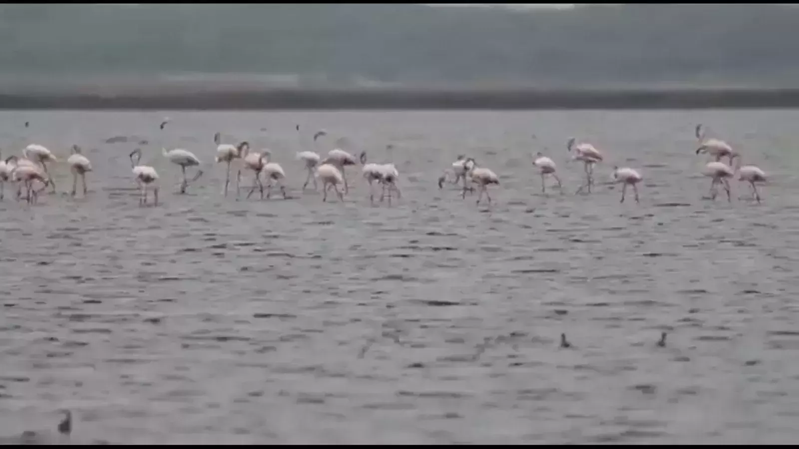 A flock of flamingos spotted at Tamil Nadu, Netizens shower love on the video