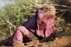 Critically endangered pink iguana hatchlings found in the Ecuadorian archipelago