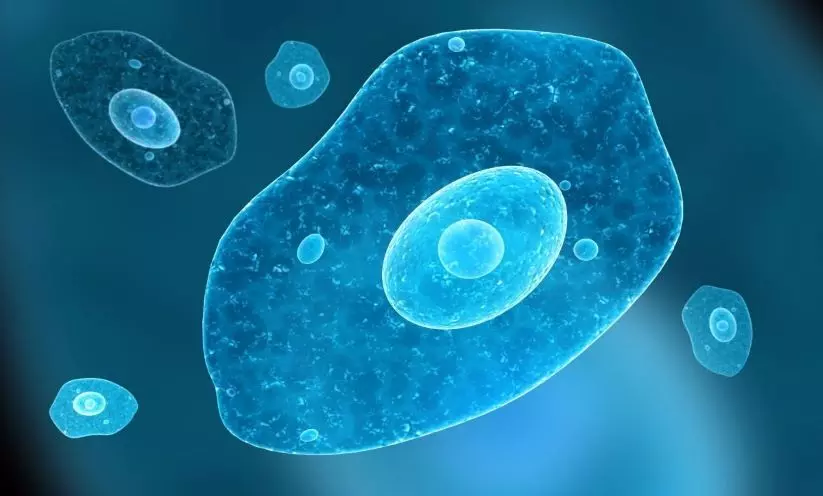 South Korea reports first death from brain-eating amoeba