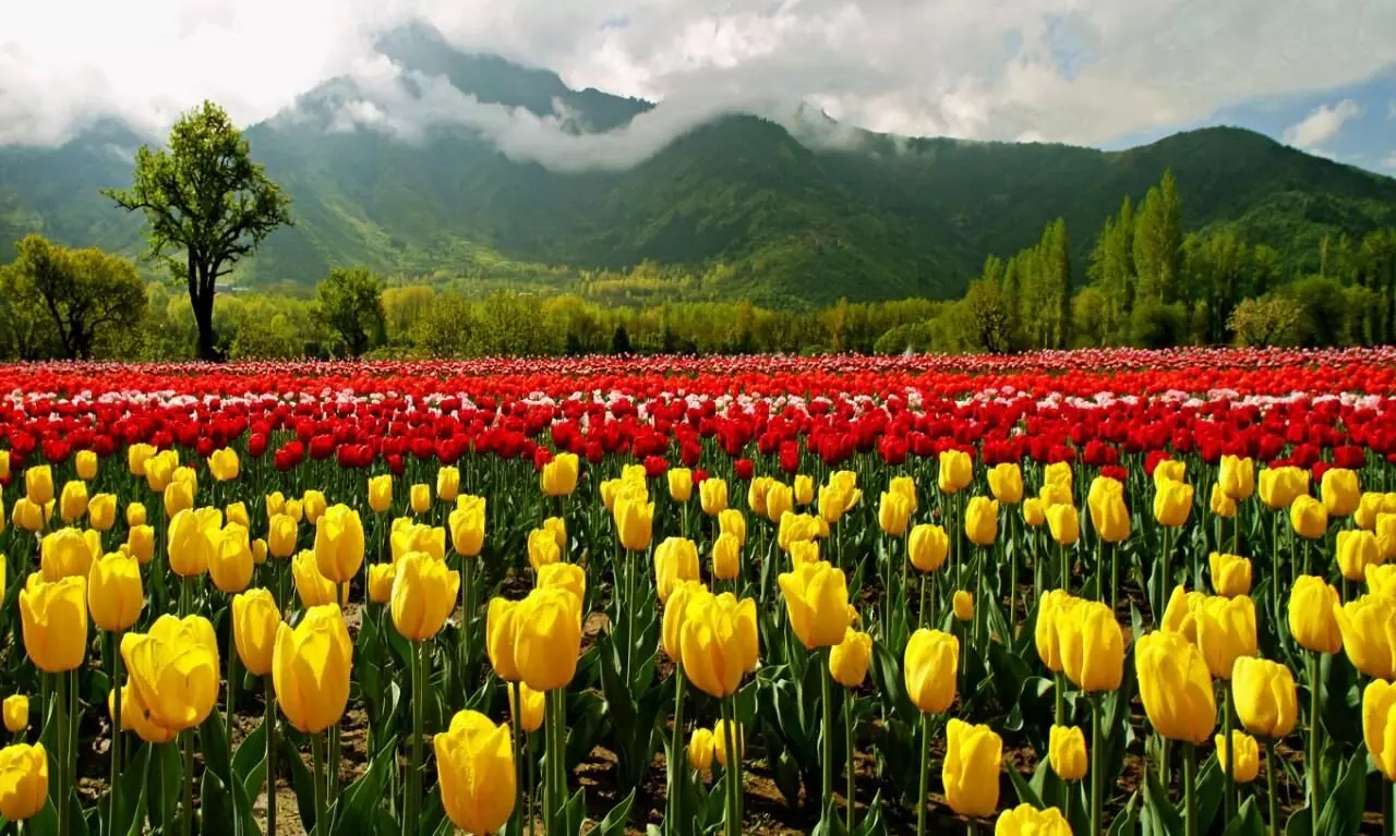 New Delhi to plant lakh tulips ahead of G20 Summit next year