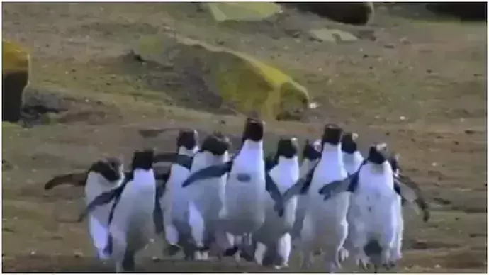 Video of penguins chasing a butterfly goes viral