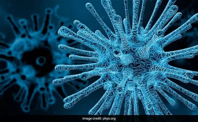 Virus eating organism called Virovore discovered by scientists