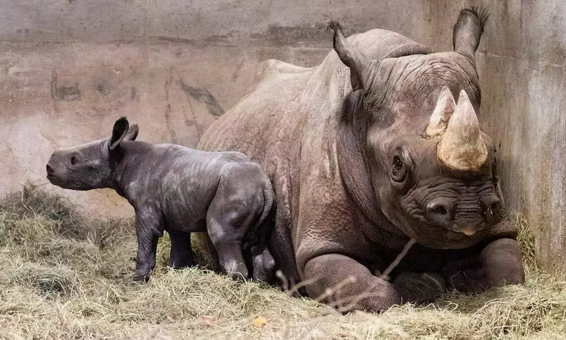 rhino baby