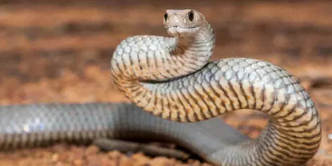 Australian man dies of snakebite in front of his wife: Report