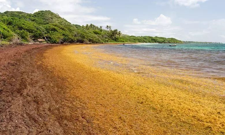 sargassum seaweed