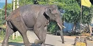 Rogue elephant Arikomban captured by TN forest dept. after being tranquilised