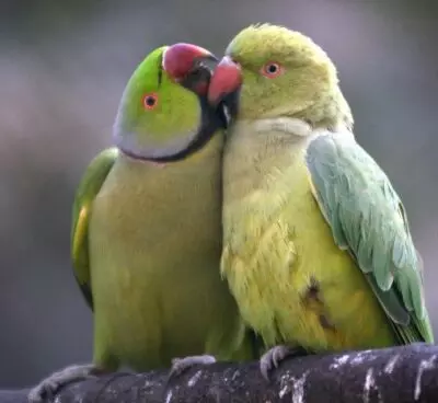 Bengal govt to ban keeping Indian bird species as pets