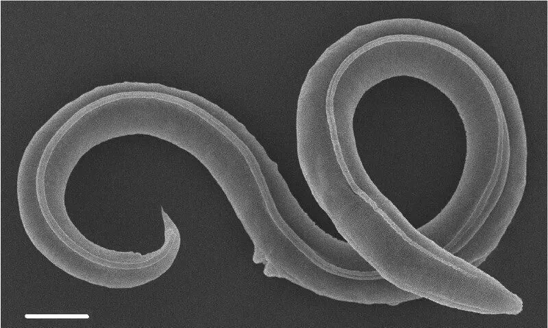 Scientists claim reanimating 46,000-year-old frozen ancient arctic worms