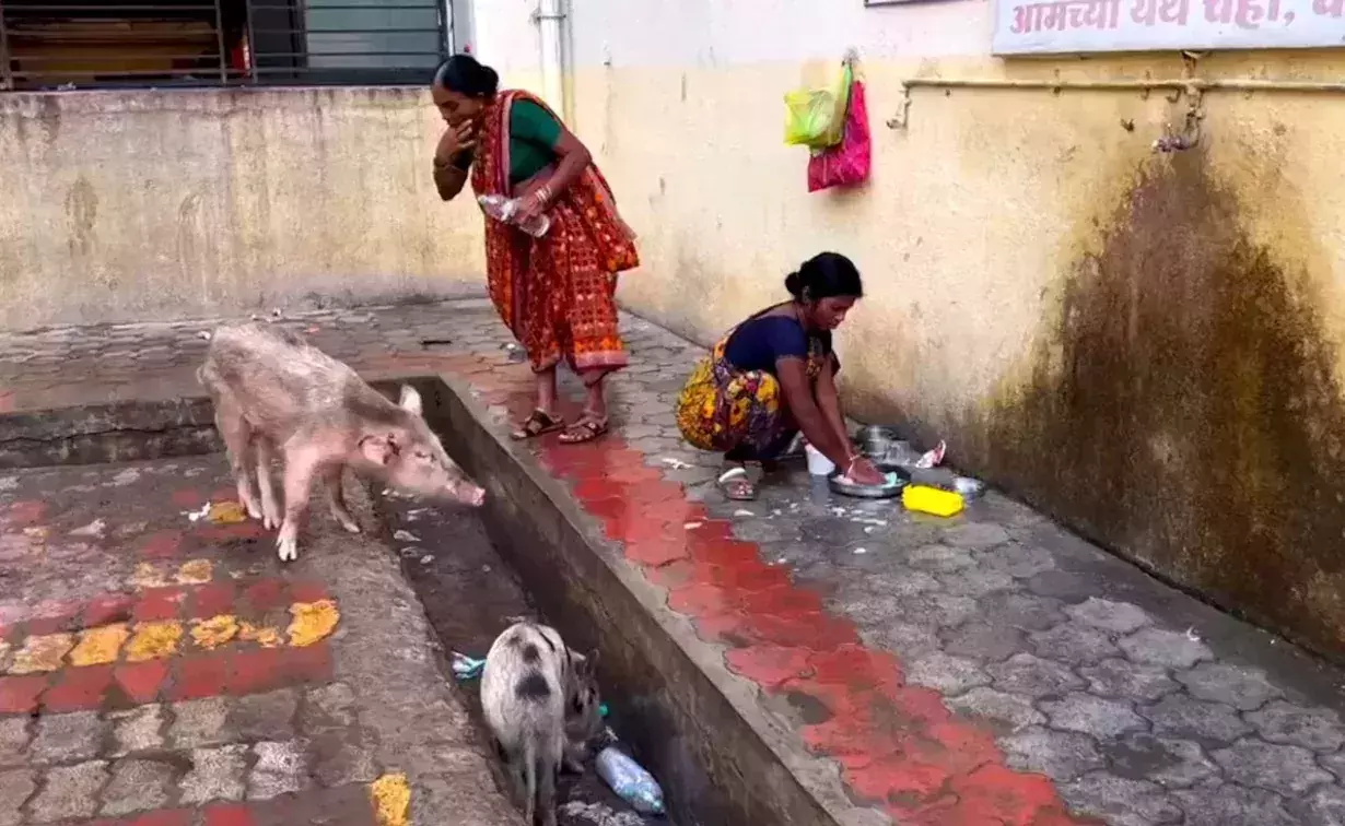Pigs, open sewage filmed at Maharashtra hospital following deaths